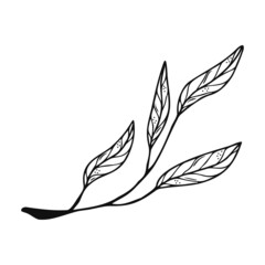 Hand drawn tree leaf, twig, floral element on a white isolated background. Doodle, simple outline illustration. It can be used for decoration of textile, paper and other surfaces.