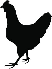 Hen silhouette. Domestic cattle. Chicken vector illustration isolated on white.