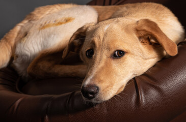 a stray dog in the studio on a gray background
