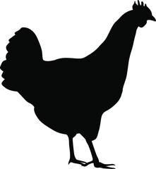 Hen silhouette. Domestic cattle. Chicken vector illustration isolated on white.