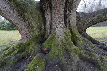 Fototapeta na wymiar maple,old tree,alter baum,ahorn