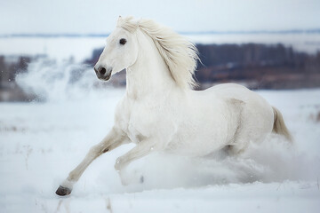 White Orlov trotter galloping through the snow
