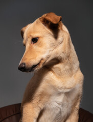 a homeless red-haired dog looks with sad eyes