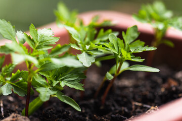 Close-up view, top, small bush, plant in a brown pot on a white windowsill. Tomato gardening at home, self-development