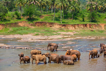 Fototapeta na wymiar Elephant on Sri Lanka