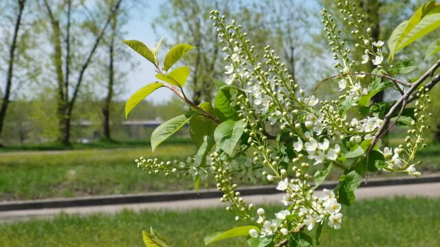 Young spring leaves and flowers of bird cherry tree with unblown flower buds. Spring background. Soft selective focus.