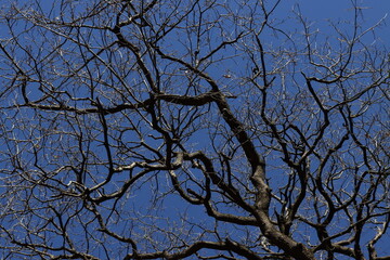 tree branches against blue sky