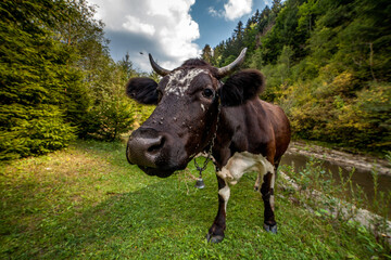 Funny Cow Looking at Camera