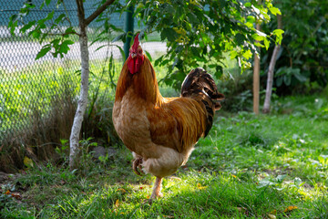 Big Beautiful Red Rooster on Green Grass