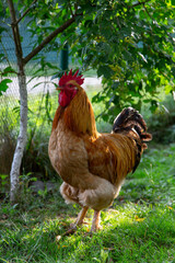 Big Beautiful Red Rooster on Green Grass