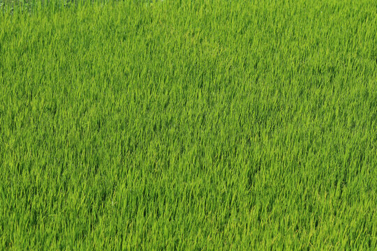Beautiful green paddy field view