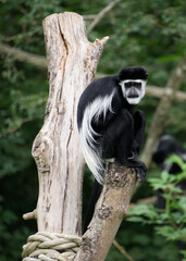 Obraz premium Colobus monkey