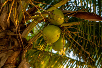 coconut on tree
