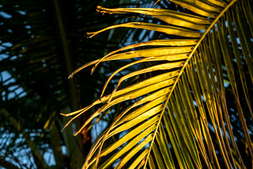 palm tree leaves in the sun