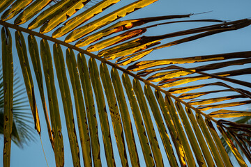 palm tree leaves and needles