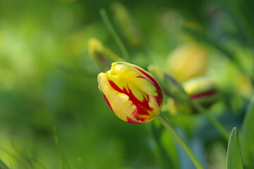 Close-up of red yellow tulip on a natural blurry soft green background