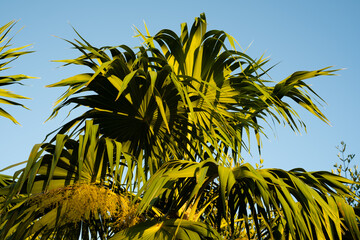 tropical palm tree in the park