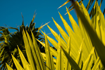 palm leaves against the sky
