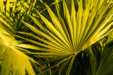 palm leaf background