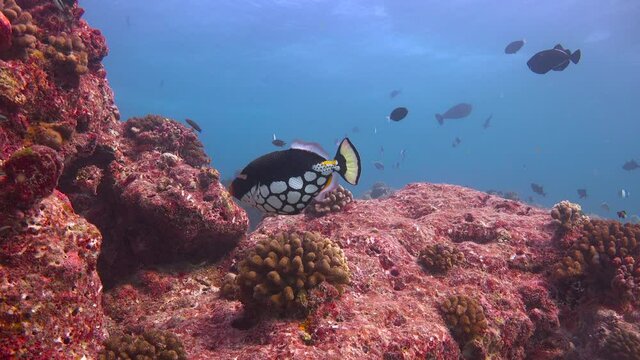 Clown trigger fish.  Fascinating diving off the coast of the Maldives archipelago.