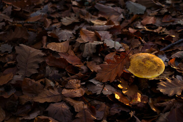 Light shining on top of yellow mushroom cap growing in brown leaves in the Palatinate forest of Germany on a fall day.