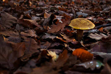 Brown leaf leaning against yellow mushroom cap growing in the Palatinate forest of Germany on a fall day.