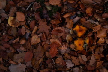 Orange yellow mushroom caps completely surrounded by brown leaves on the Palatinate forest floor on a fall day in Germany.