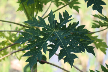 Close up of papaya leaves on a blurred background