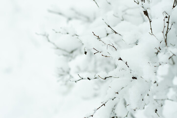 Blurred image of tender branches covered with snow on a white winter background.