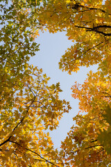Tree branches with yellowed foliage against a blue sky. View from below.