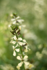 Blurred image of a cruciferous flower on a background of summer greenery.