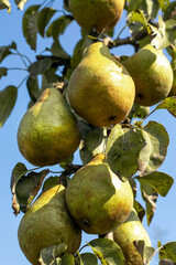 Blurred image of ripe pears on a branch against a blue sky.