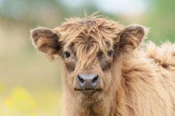 Scottish Higlander or Highland cow cattle (Bos taurus taurus) walking and grazing in a field with yellow flowers in National Park Veluwezoom in the Netherlands.              