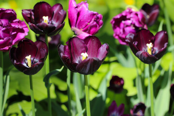 Fototapeta na wymiar Colorful black and purple tulips blossom in spring