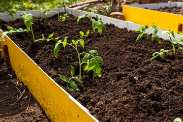 Tomato saplings grow in the ground. spring tomato seedlings for the garden growing in the open field. farm with organic food and vegetables, planting and gardening concept, background