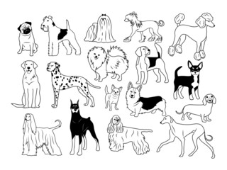 Set of various dogs. Collection of different pedigreed domestic dogs. Playing pets. Vector illustration of cute dog faces. Drawing for children.