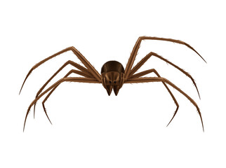Spider Realistic Illustration