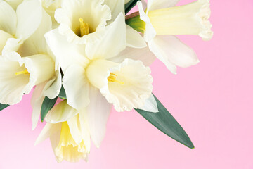 Bouquet of white daffodils on pink background. Minimalistic spring flowers. Blooming narcissus. Happy easter, Birthday, Mother's, Valentines, Women's, Wedding Day concept. Top view, close up.