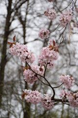 Obraz premium blossom in spring