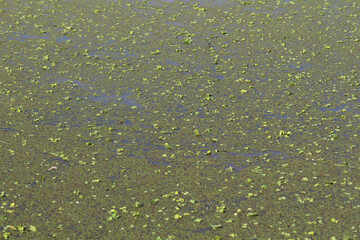 Little Green Weed floating on the water. Copy space background