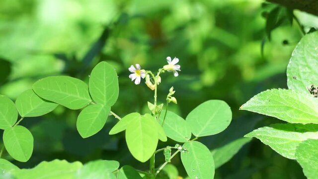 oxallis barrelieri (Calincing) with a natural background. Indonesain call it calincing or blimbing-blimbingan
