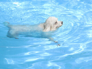 Fototapeta premium dog in pool