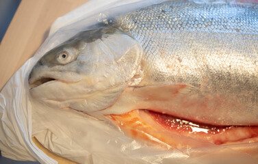 fresh river salmon lies in a plastic bag on a wooden cutting board, in an apartment. Cooking, cutting fish, omega-3. Fish for cutting