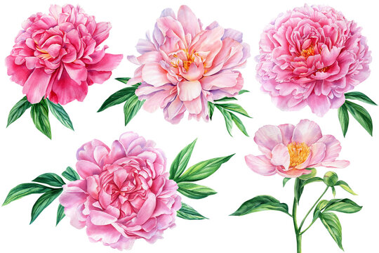 Set Peonies flowers and leaves isolated on white background, floral design elements, watercolor drawing
