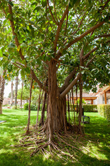 Obraz premium Ficus benghalensis, commonly known as the banyan