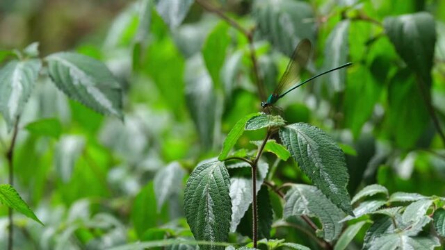 Clear-winged Forest Glory, Vestalis gracilis seen on top of a plant in the forest moving with the wind and then flies away in Khao Yai National Park, Thailand.