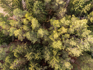 Fototapeta na wymiar Coniferous Grove Aerial