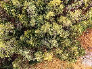 Coniferous Grove Aerial