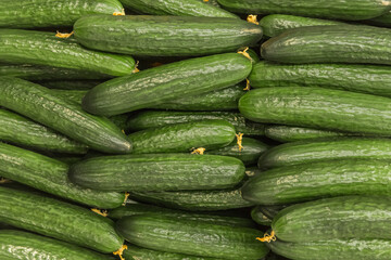 Green cucumbers natural vegetables with garden beds background