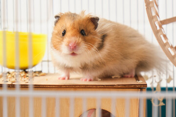 cute fluffy tricolor long haired syrian hamster in a cage